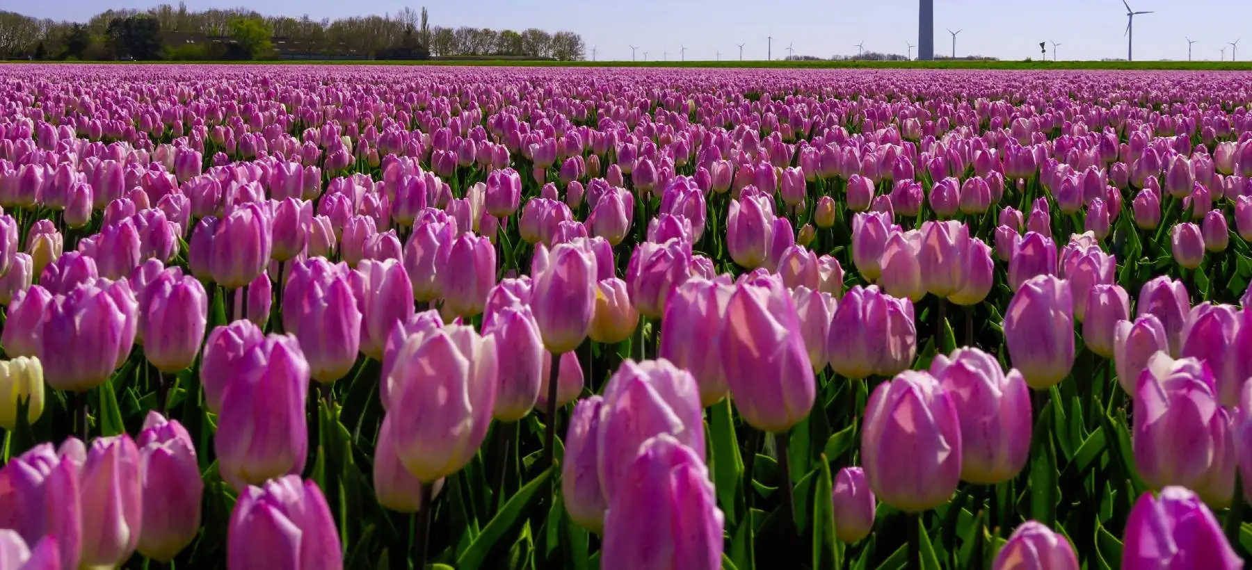 Helikoptervlucht tulpenvelden